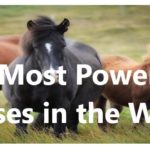 10 Most Powerful Horses in the World 2020