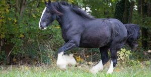10-Most-Powerful-Horses-in-the-World-Shire.jpg