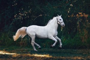 10 Most Powerful Horses in the World Mustang
