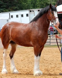 10 Most Powerful Horses in the World American-Quarter-Horse