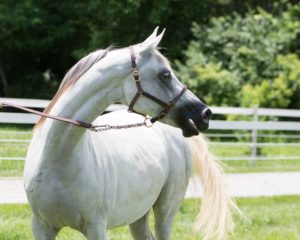 10 Most Powerful Horses in the WorldArabian-scaled.jpg