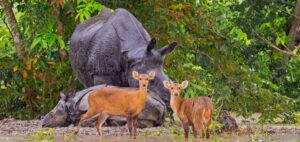 Reopen Kaziranga National Park- September 25 News Assam